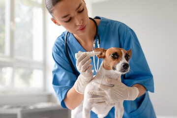 Vet applying ear drops to a small attentive dog
