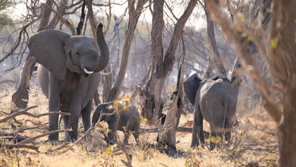 Three elephants posing in the savannah