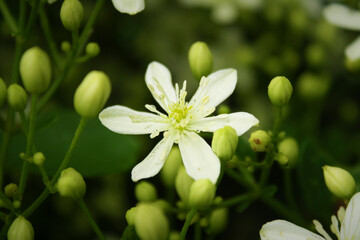 Single flower amongst flower buds in the garden