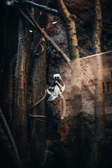 Scimmie al Tierpark a Berlino.