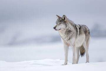 A majestic wolf, its thick fur glistening in the freezing winter snow, stands tall as a symbol of fierce resilience and untamed wilderness