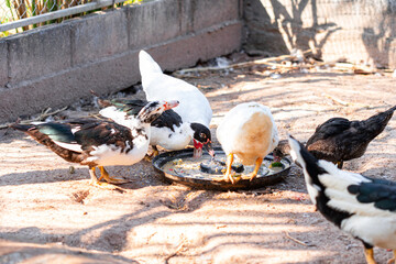 Flock ducks are bent down peck eating feed on tray in rural farms of Thailand.