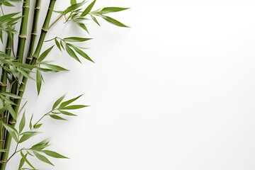 Top view of green bamboo stem and leaves on light background with space for text