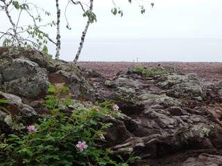 Petoskey stone Michigan beach
