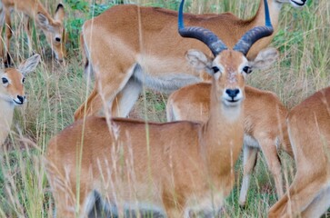 A uganda kob