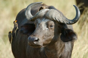 Portrait of a buffalo