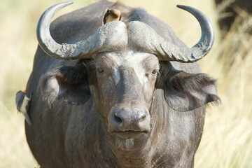 Portrait of a buffalo