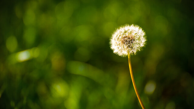 Beautiful close-up image of fresh green grass with ripe dandelions in natural meadow