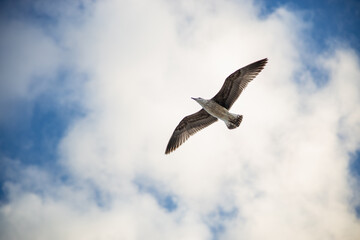 White seagull flying with wings spread. Flying Seagull, Symbol of Freedom Concept. Blue sky and white clouds background