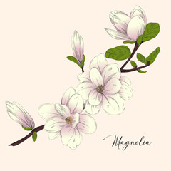 Magnolia branch. Beautiful. Gentle. Spring Flower. Wedding. Happy Mother's Day. Greeting card. holiday background. Trendy flowering Design Template. Springtime - vector illustration