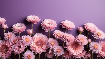 Purple flowers of Xerochrysum bracteatum, everlasting or strawflower on soft purple background. The concept of summer, spring, holiday. Top view, flat lay, copy space for text. : Generative AI - obrazy, fototapety, plakaty