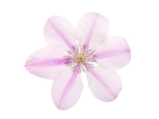 Pink clematis flower closeup isolated transparent png. Clematis jackmanii bloom with pearly white striped petals.