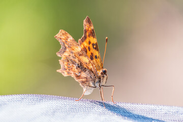 Orange colored butterfly (Polygonia c-album) resting