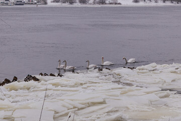Kyiv, Ukraine - January 11, 2024. Many ducks and swans sit on the frozen river. the temperature is below zero in the yard, the ducks are sitting near the shore and on the shore.