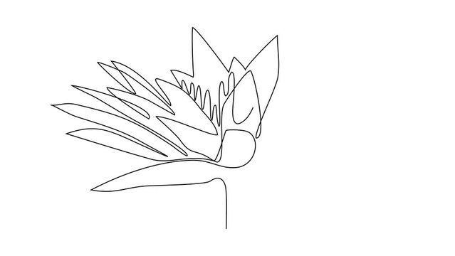 Animated self drawing of a beautiful flower on a white background video illustration. Design with Minimalist black linear design isolated. Flower themes for your business asset design.