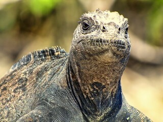 Gal&aacute;pagos Islands