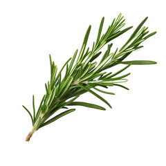 a sprig of rosemary on a white background