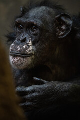 Portrait of a chimpanzee of Guinea with a dark background.