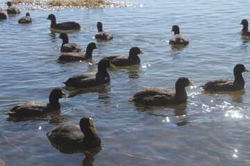 Patos en el Lago Pellegrini (Cinco Saltos, Río Negro)