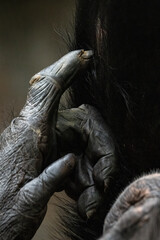 Guinea chimpanzee hands and fingers in detail.
