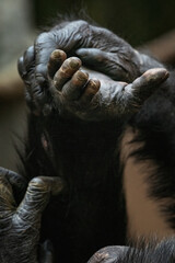 Obraz premium Guinea chimpanzee hands and fingers in detail.