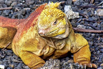 Gal&aacute;pagos Islands