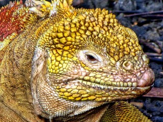 Galápagos Islands