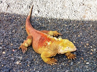 Galápagos Islands