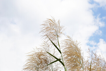 Fototapeta premium Reed flower with blue sky