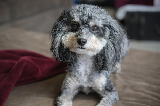 Portrait of a Black White Grey Dog