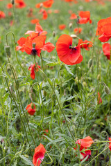 Fototapeta premium Red poppy in the field