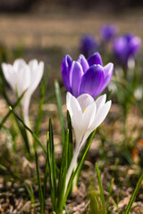 Crocuses blooming in the forest in spring