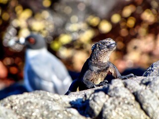 Galápagos Islands