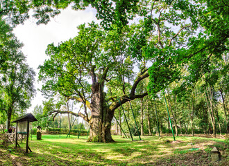 Bartek Oak - Natural Monument.