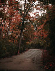 autumn in the forest