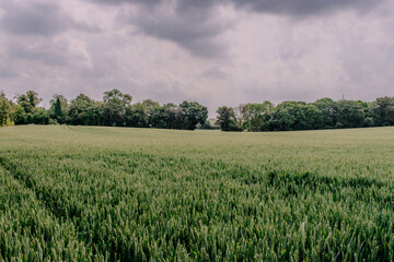 Green Field with Looming Storm Clouds in the Distance