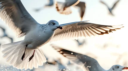 Fotobehang a flock of seagulls in mid-flight against a bright sky. © Raad
