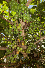 Feigenbaum (Ficus racemosa) im botanischen Garten