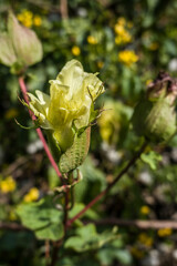 Baumwollpflanze (Gossypium spec.), Baumwolle