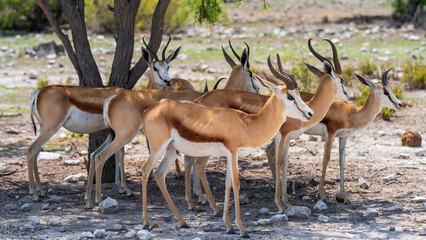 Springboks sheltering under a tree from the scorching sun, Etosha National Park, Namibia