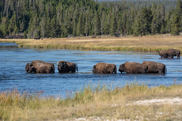 Naklejka na ściany i meble Beautiful landscape of bison crossing Firehole River in Yellowstone National Park, Wyoming
