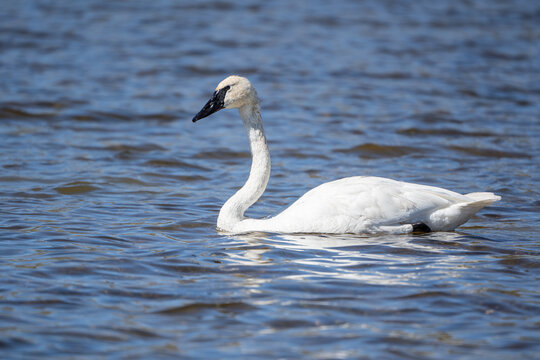 Trumpeter Swan swims in Swan Lake in Yellowstone National Park, Wyoming