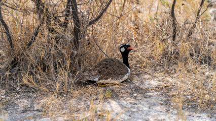 A northern black korhaan taking shelter from the scorching sun, Etosha National Park, Namibia