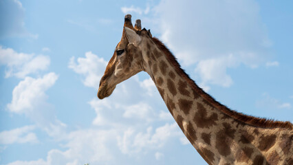 Beautiful giraffe portrait at Etosha National Park, Namibia