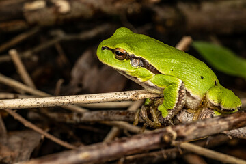 Rzekotka drzewna, tree frog, żaba,  makro, gad © Marek