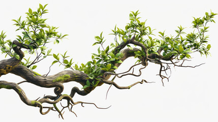 Fototapeta premium Twisted Jungle Branch with Growing Plant Transparent Background, Generative ai