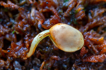 Seed of the Brazilian tree known as (Brazilwood) Paubrasilia echinata or Caesalpinia echinata,...