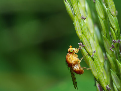 Phaonia pallida