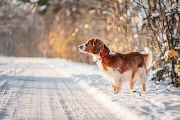 Happy healthy active dog purebred welsh springer spaniel looking in a winter wonderland, snowy forest.