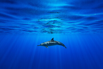 A single Spinner dolphin swims just below the surface as sun rays penetrate the vibrant blue water